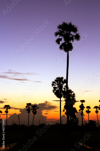 palm trees silhouette on beautiful sunset