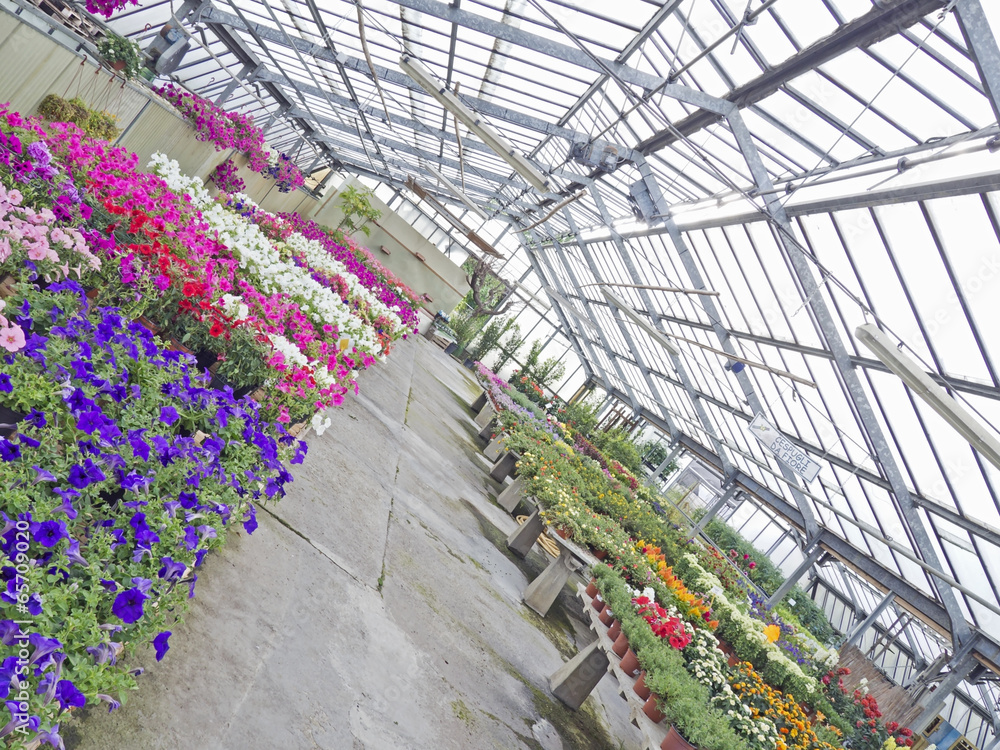 greenhouse with colored flowers view from different angle greenhouse with colored flowers view from different angle