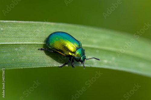 Emerald beetle on a grass