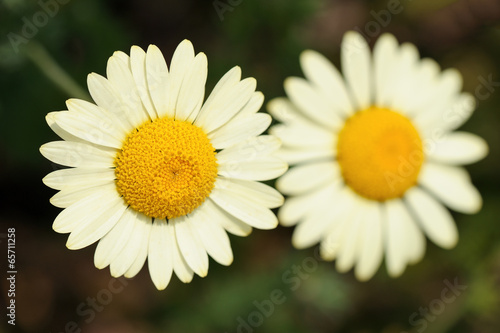 White Matricaria flowers on the meadow.