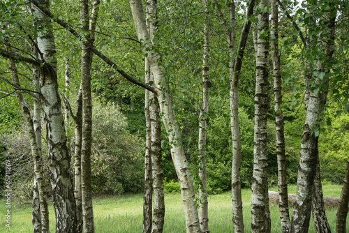 Fototapeta Naklejka Na Ścianę i Meble -  Landscape image of beautiful vibrant lush green forest woodland