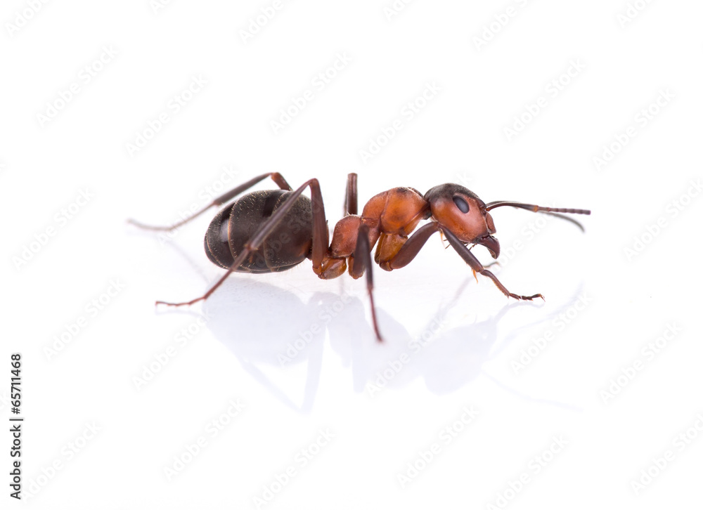 Naklejka premium ant isolated on white background.