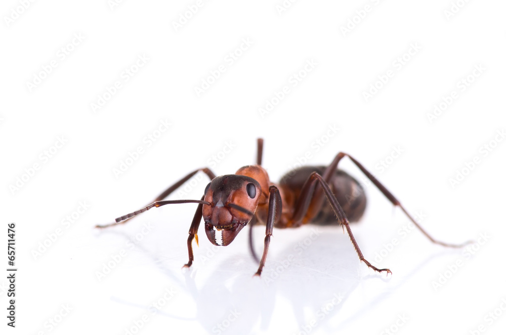 Naklejka premium ant isolated on white background.