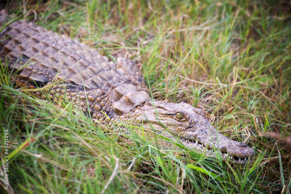Fototapeta premium Young crocodile