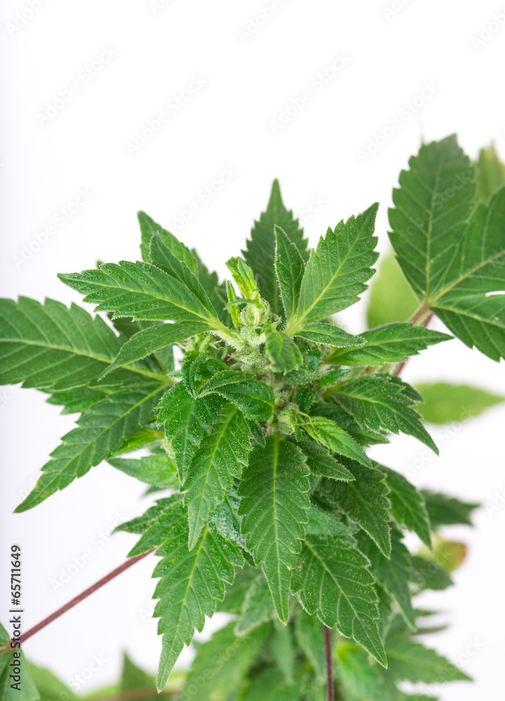 Young cannabis plant, marijuana Young cannabis plant, marijuana