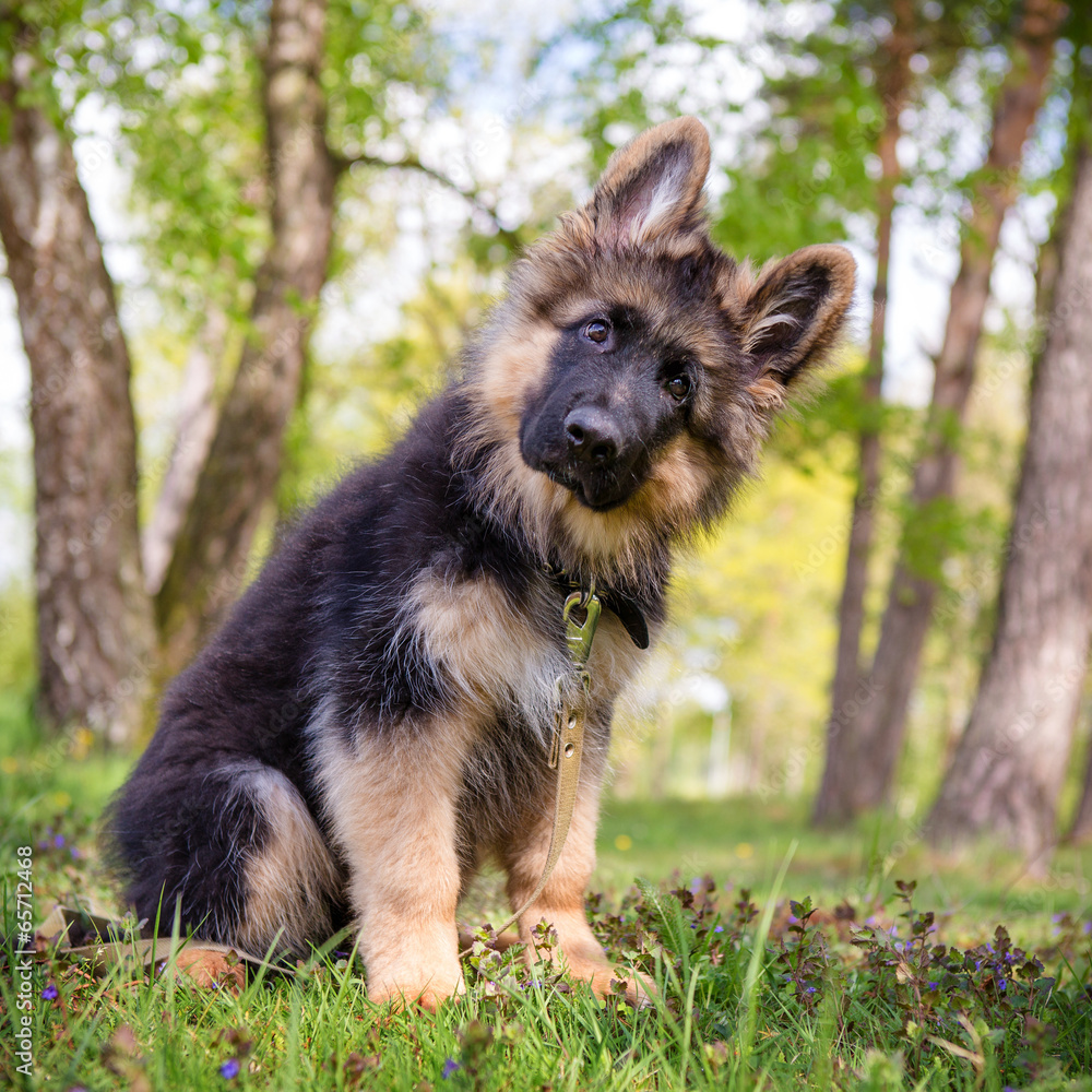 Curious little puppy Curious little puppy