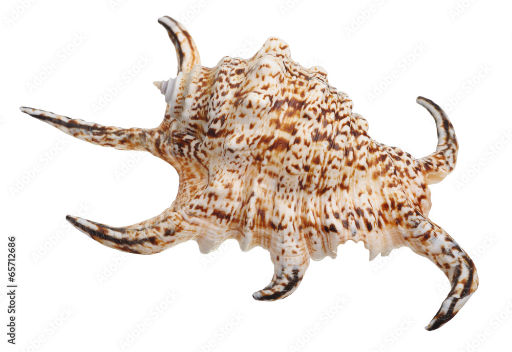 shell shell