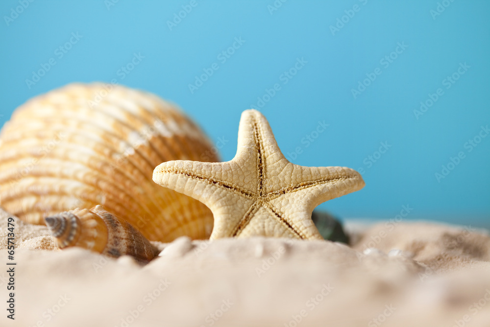 Summer background - seashells on beach