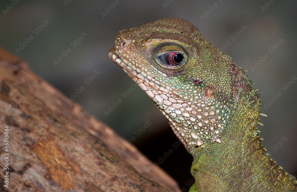 Fototapeta premium green rested basilisk