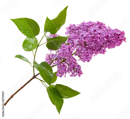 Fototapeta purple lilac branch isolated on white