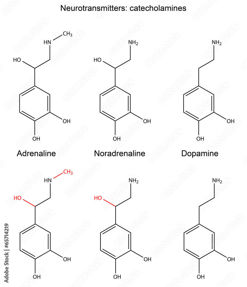 Fototapeta premium Сhemical formulas of neurotransmitters (catecholamines)