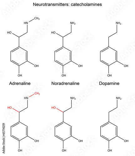 Сhemical formulas of neurotransmitters (catecholamines) photo