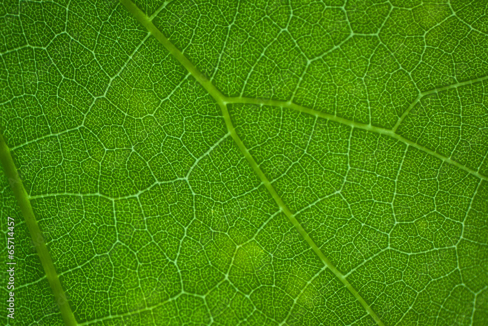 Leaf veins structure Leaf veins structure