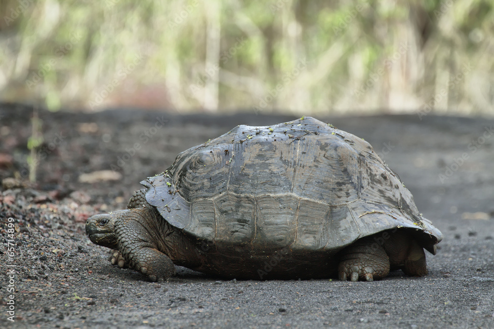Obraz premium Galapagos Tortoise