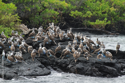 Bild auf Leinwand Colony of blue footed boobies