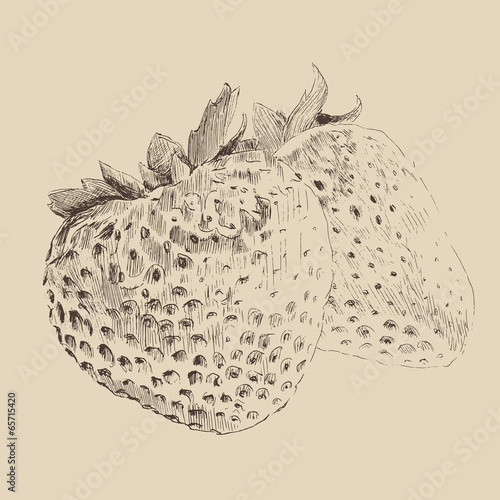 strawberries vintage illustration, engraved style, hand drawn