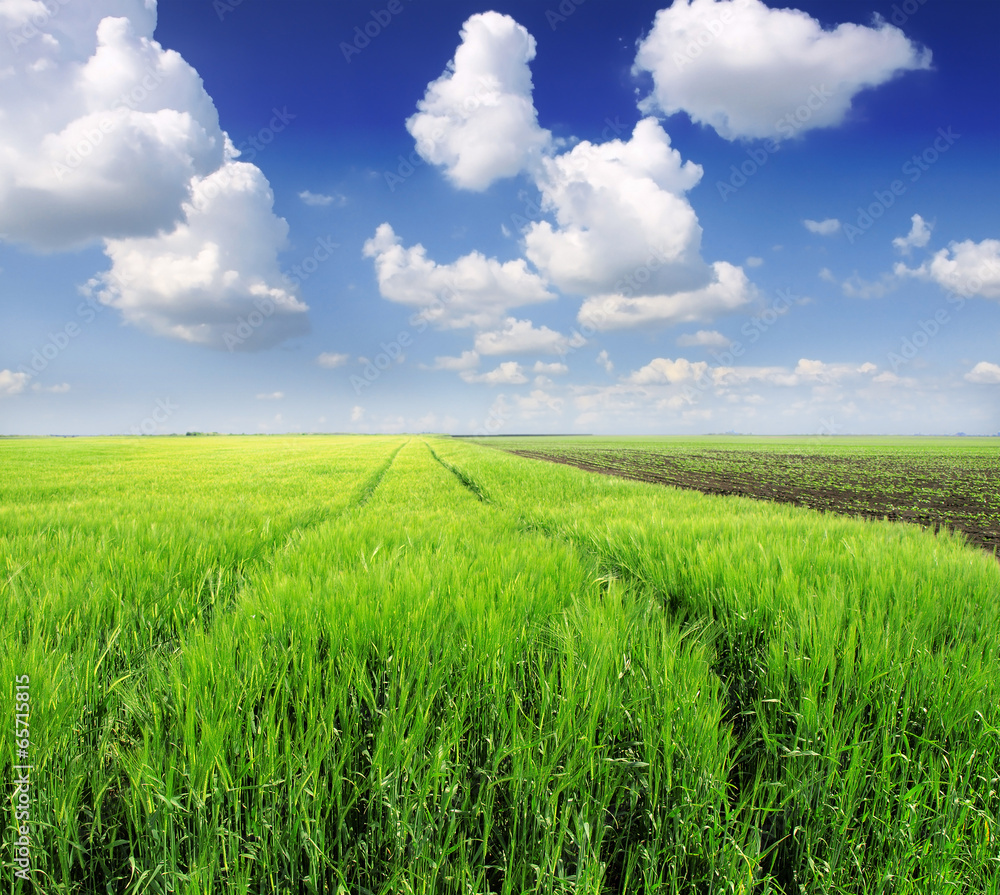 Wheat field against a blue sky