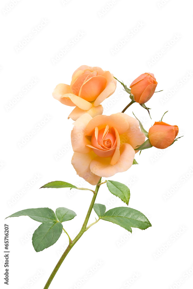 Rosenzweig StockFoto Adobe Stock