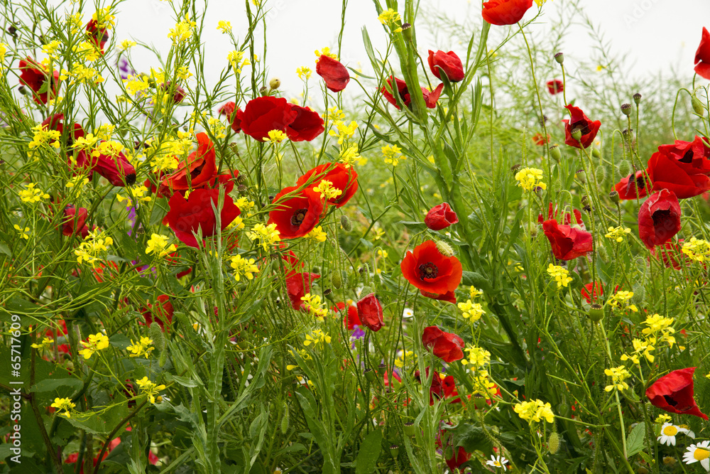 Obraz premium wild poppies