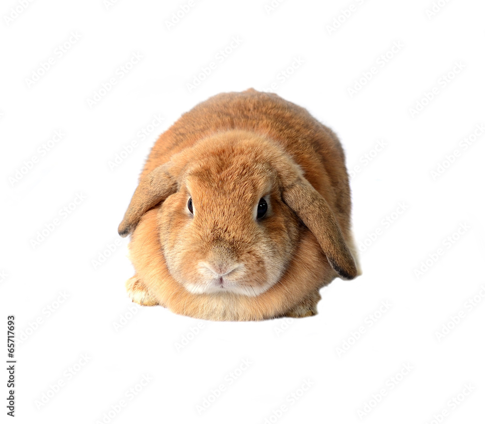 rabbit isolated on a white background rabbit isolated on a white background