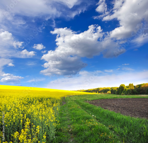 Countryside landscape with yellow rapeseed field