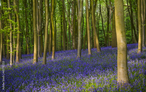 Fototapeta Naklejka Na Ścianę i Meble -  Ancient bluebell woods in Oxfordshire