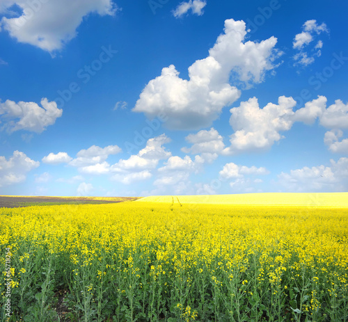 Field of rapeseed with beautiful clouds - plant for green energy