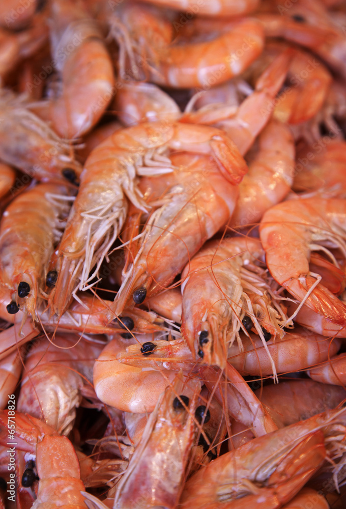 Gambas Gambas