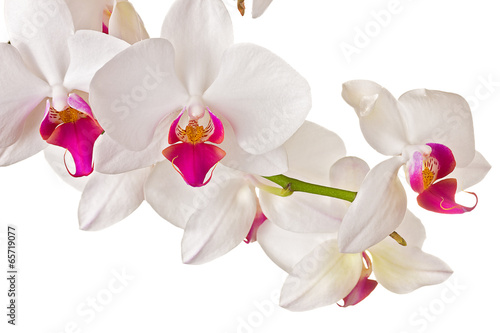 Fototapeta Naklejka Na Ścianę i Meble -  Beautiful orchid on white background