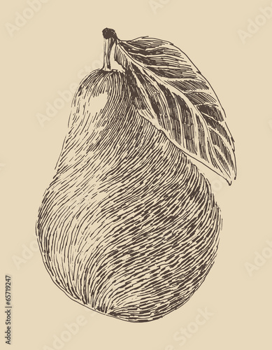 pear vintage illustration, engraved retro style