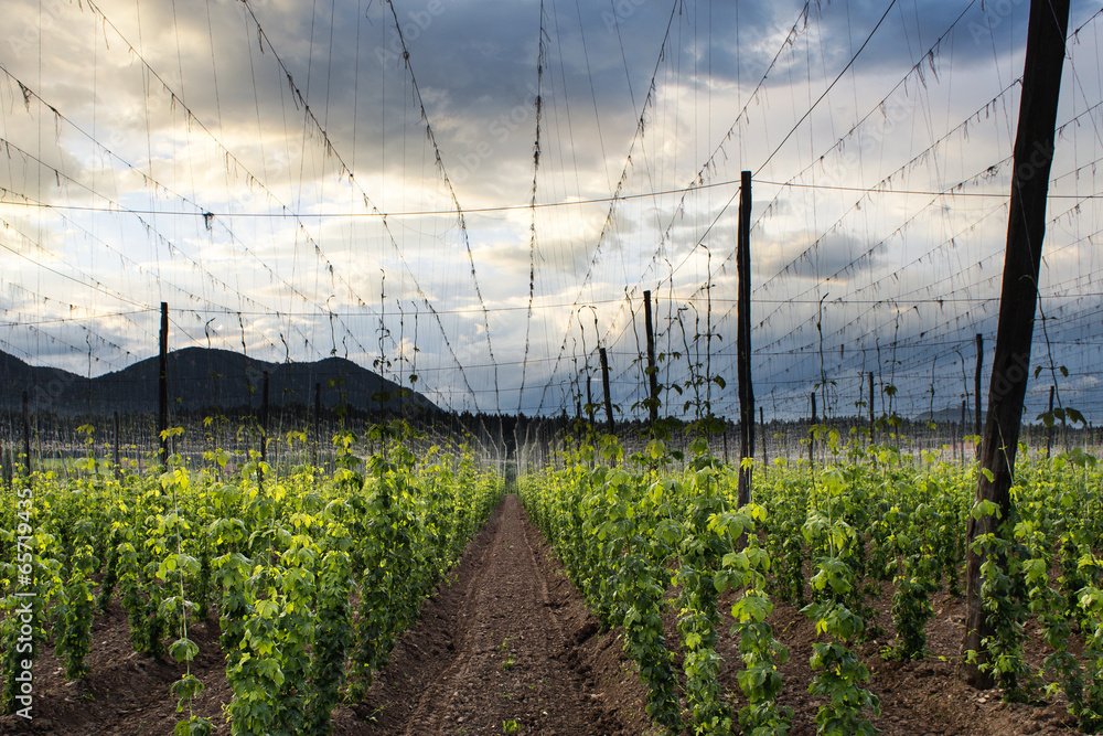 Hops Field - Cloudy Sky Hops Field - Cloudy Sky
