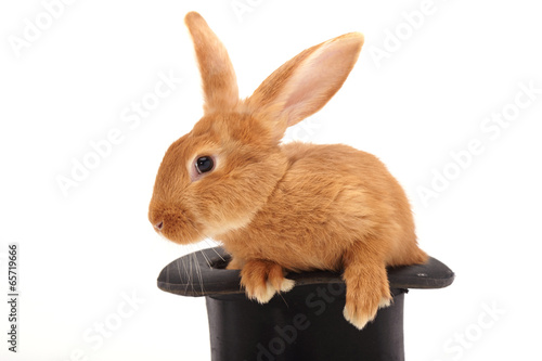 Rabbit sitting against white background
