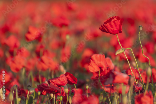 Fototapeta Naklejka Na Ścianę i Meble -  Poppies in a field