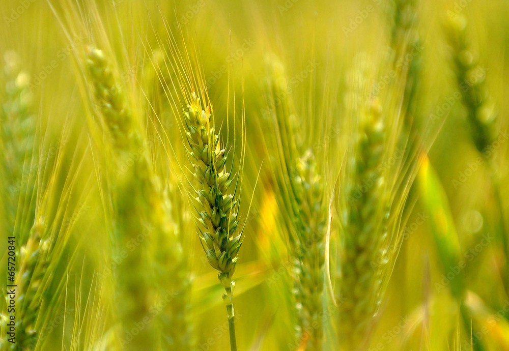 Fototapeta premium Green wheat in sunlight