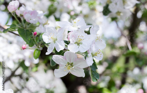 apple flower in the garden