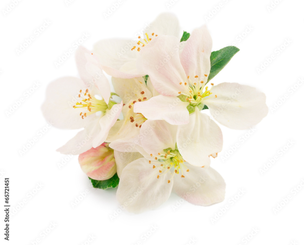 blossoms blossoms
