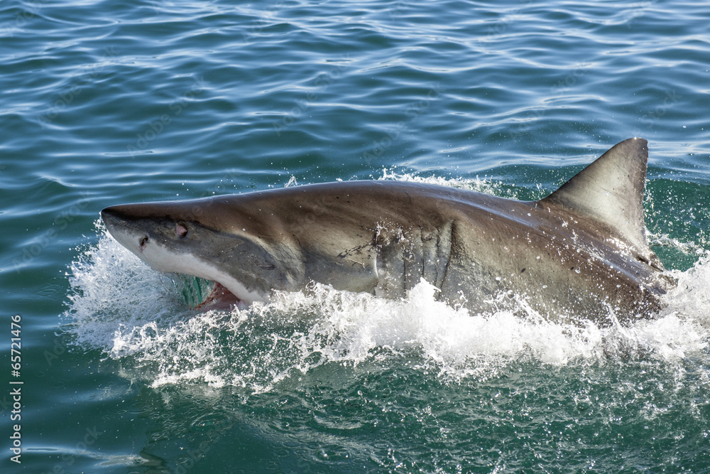 Fototapeta premium Great white shark