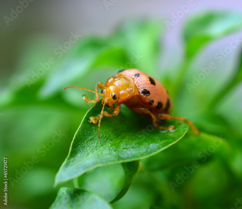 ladybug sitting on a green foliage plants, sunny day © evegenesis