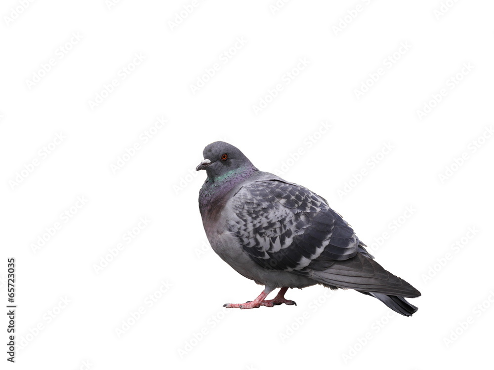 Obraz premium gray pigeon