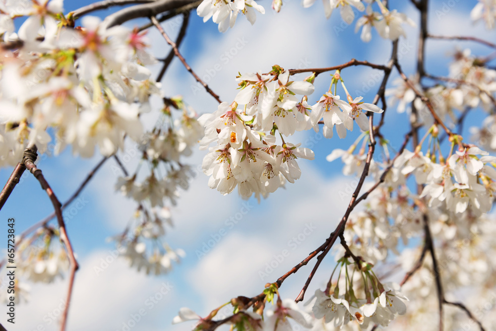 White cherry flower branch. White cherry flower branch.