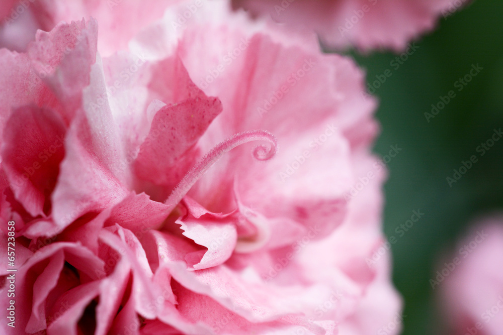 Abstract of pink carnation petals Abstract of pink carnation petals