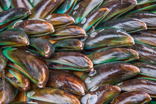 Close up view of a group of mussel
