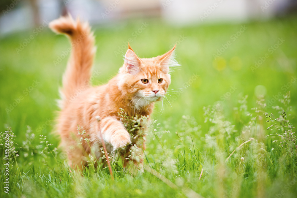 Naklejka red maine coon kitten walking on grass