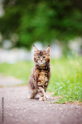 Fototapeta Naklejka Na Ścianę i Meble -  tabby maine coon kitten