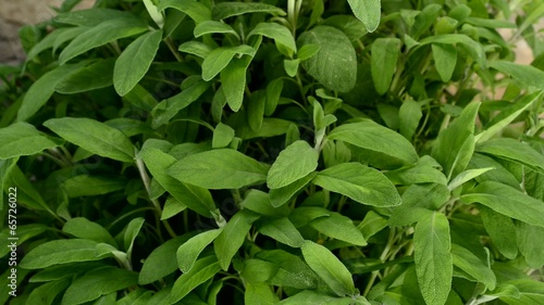 Wallpaper Mural sage in the  garden, panning,tilt Torontodigital.ca