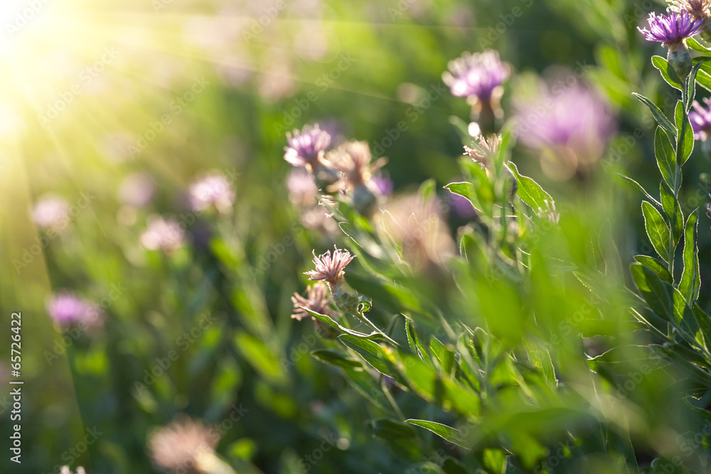 Spring arid meadow with small flowers backlit Spring arid meadow with small flowers backlit