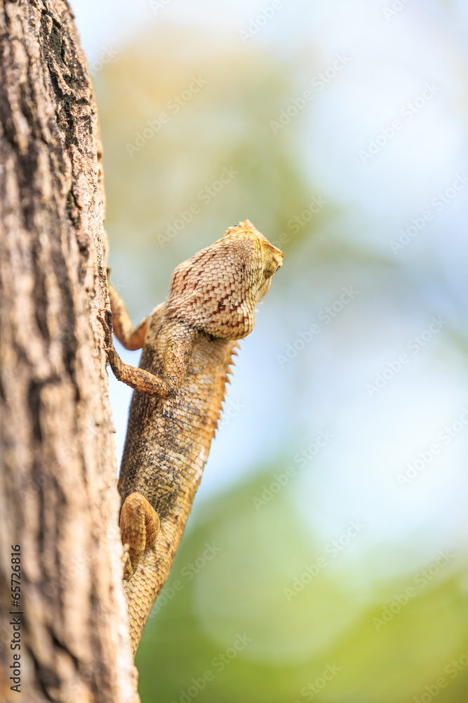 Fototapeta premium Brown lizard on the tree.