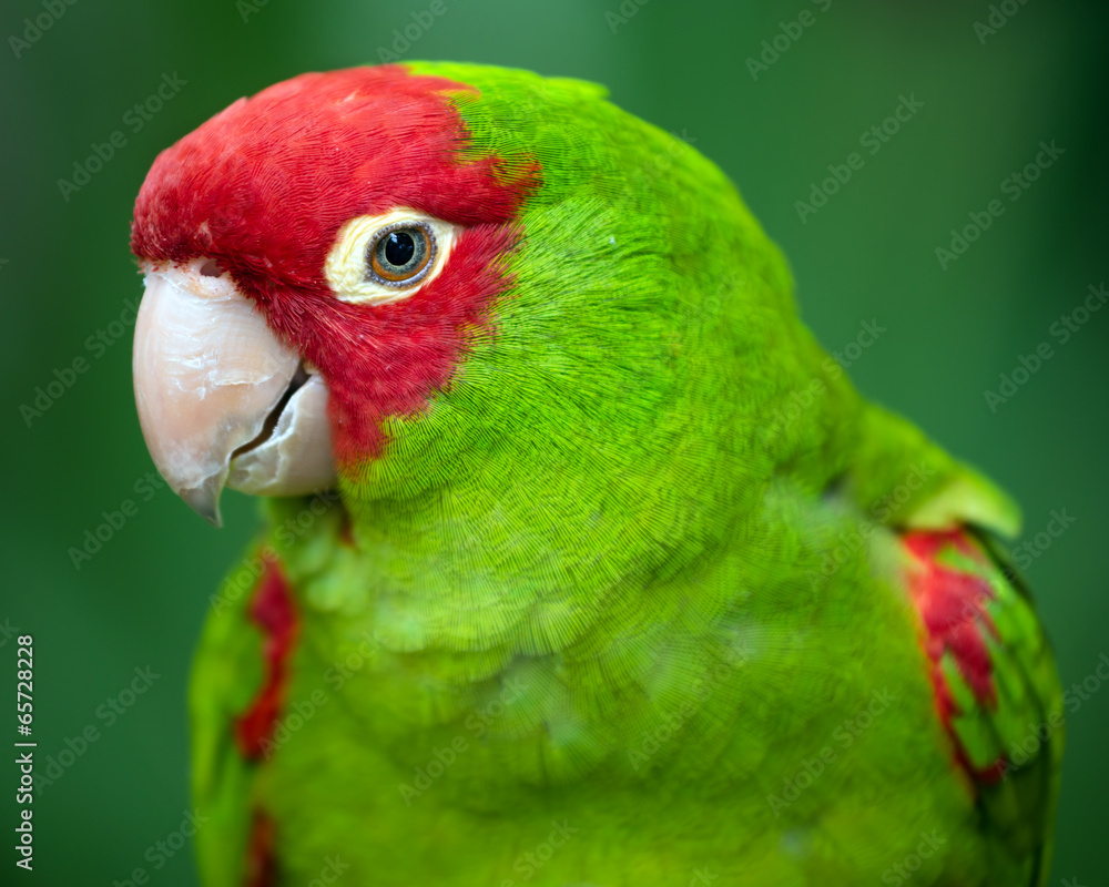 Fototapeta premium Portrait of red and green conure parrot