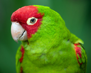 Keuken achterwand Papegaai Rode conure papegaai close-up  © Robert Hainer