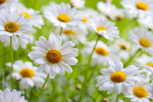 Fototapeta Naklejka Na Ścianę i Meble -  naure power